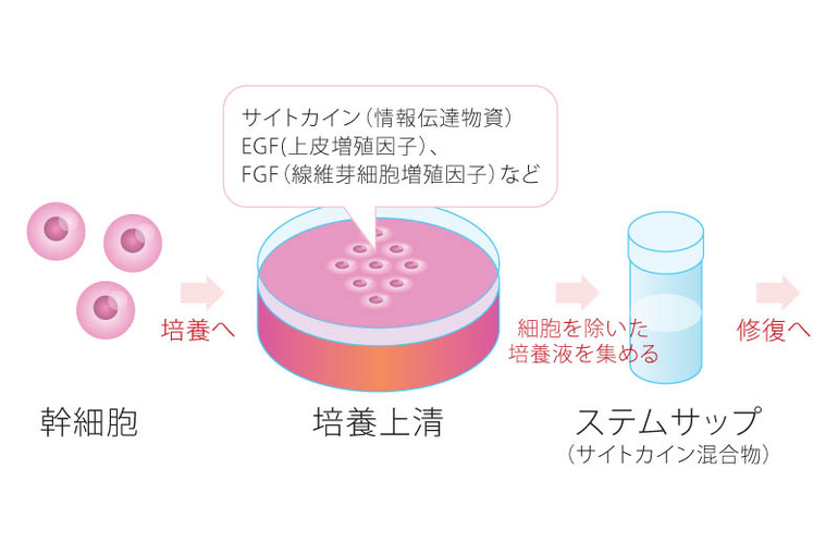 エステ　東京　幹細胞　羊水幹細胞培養液