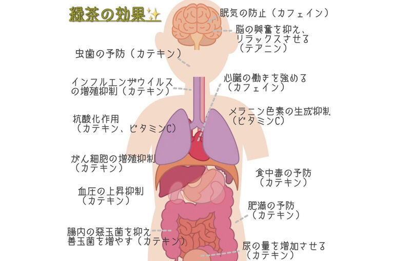エステ　東京　緑茶　健康