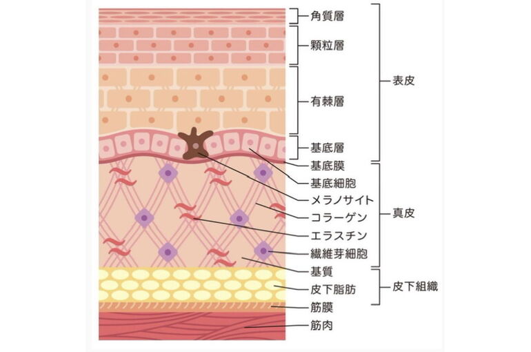 エステ　東京　皮膚　豆知識