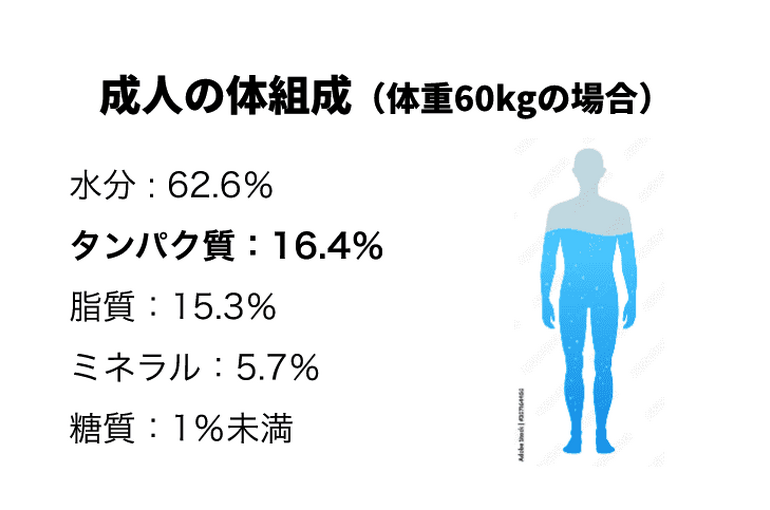 エステ　東京　スクール　プロテイン　筋トレ　ダイエット　美肌　美髪